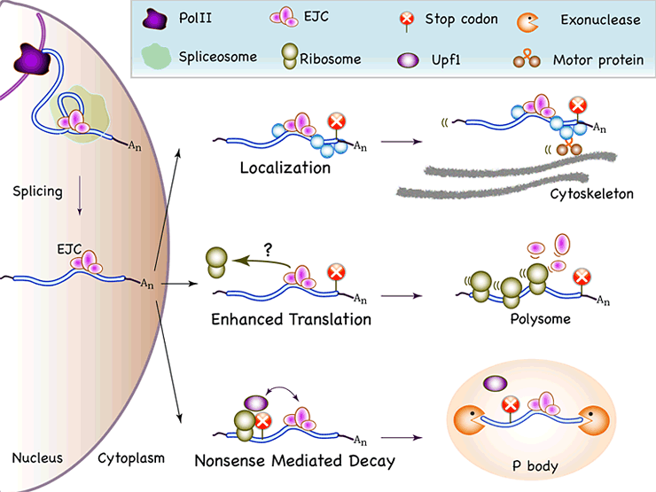Figure 1: The exon junction complex...